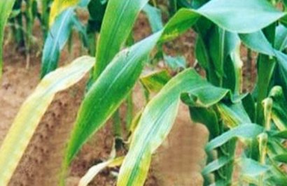 玉米常見的五種病蟲害防治方法