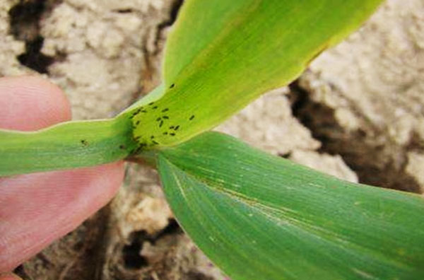 玉米常見的五種病蟲害防治方法