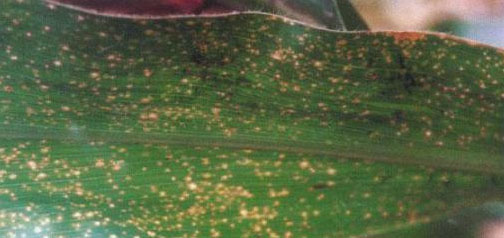 玉米最常見的四種病蟲害如何防治