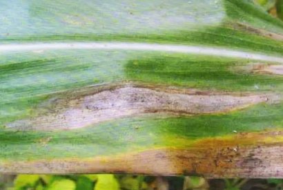 玉米常見的十種病蟲害與防治辦法