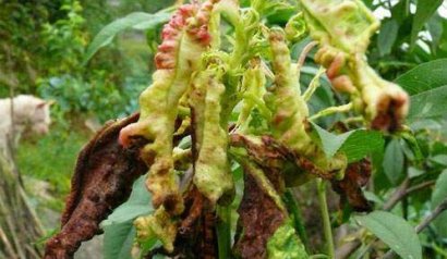 桃樹常見的3種病蟲害怎么防治？