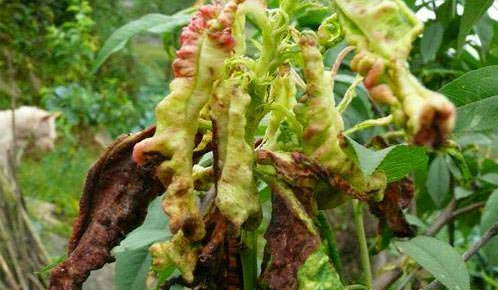 桃樹常見的3種病蟲害怎么防治？