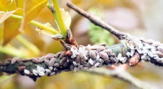 桃樹常見的3種病蟲害怎么防治？