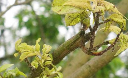 果樹蚜蟲防治技術詳解