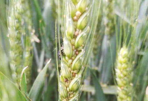 小麥蚜蟲用什么辦法防治效果好？