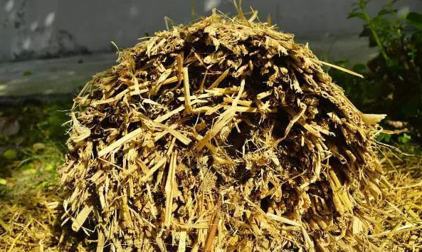玉米秸稈發(fā)酵時(shí)為何要添加秸稈青貯發(fā)酵劑