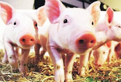 豬糞堆肥發(fā)酵技術(shù)要點(diǎn)