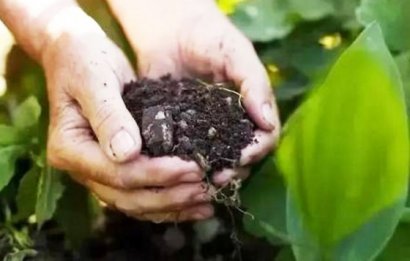 羊糞堆肥發酵技術要點