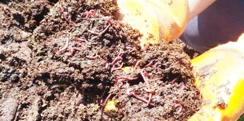 牛糞發酵有機肥有哪些用途