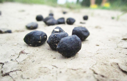 羊糞發(fā)酵有機肥有哪些用途