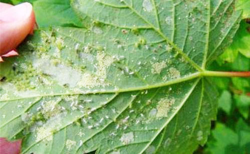 蚜蟲防治藥劑_蚜必凈輕松解決蚜蟲問題