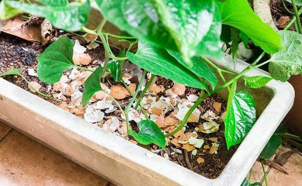 枯草芽孢桿菌有哪些功效？