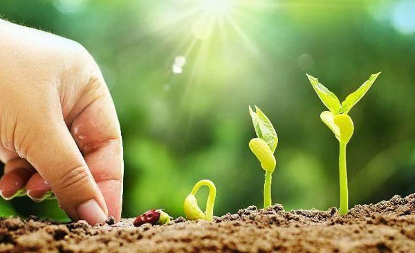 如何判別枯草芽孢桿菌的優劣