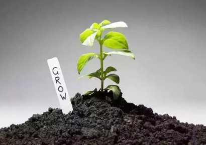 枯草芽孢桿菌的作用有哪些？