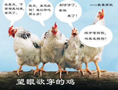 怎么發(fā)酵雞糞用來養(yǎng)豬