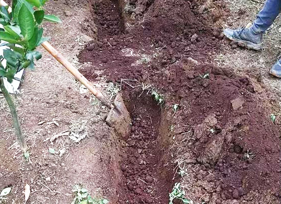 羊糞使用前必須腐熟的原因及方法