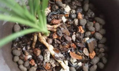 如何使用羊糞做有機肥料種花