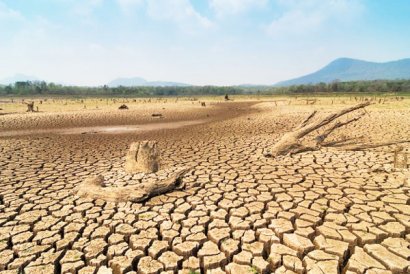 常見的土傳病害有哪些？