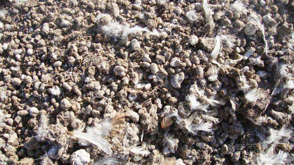 雞糞怎么發(fā)酵有什么用