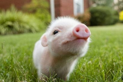 雞糞發(fā)酵后做飼料喂豬時(shí)如何使用