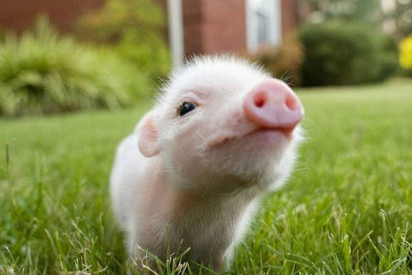 雞糞發(fā)酵后做飼料喂豬時如何使用