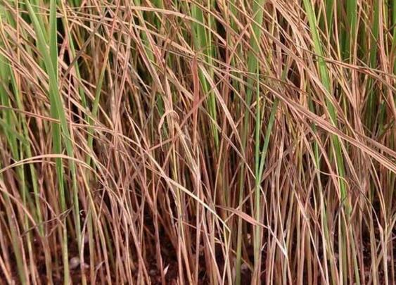 為什么鮮雞糞做農家肥使用前必須進行發酵