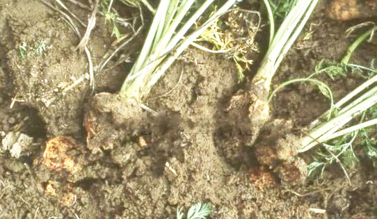 胡蘿卜根腐病癥狀與防治措施