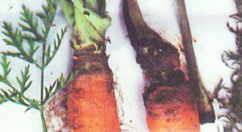 胡蘿卜根腐病癥狀與防治措施