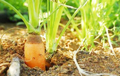 胡蘿卜根腐病癥狀與防治措施
