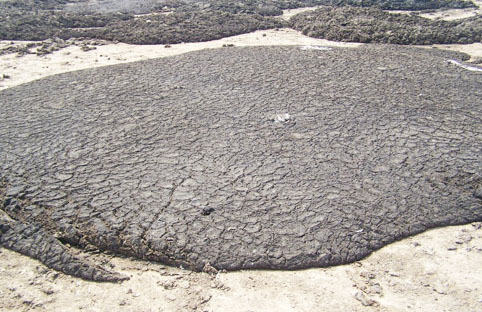 有機肥發酵劑在不同發酵原料上的應用