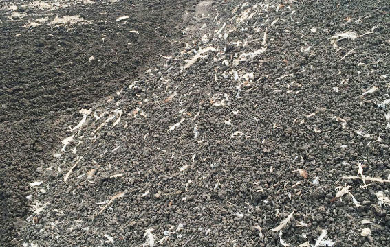 雞糞如何發酵腐熟？