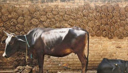 影響牛糞發酵的因素有哪些？