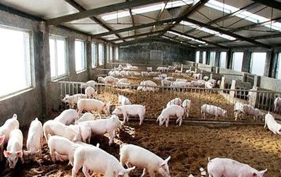 豬糞發(fā)酵有機(jī)肥過(guò)程中需要注意哪些