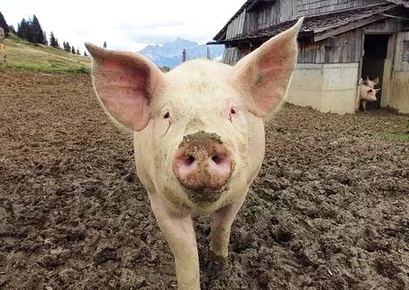 發酵處理后的豬糞有哪些用途？