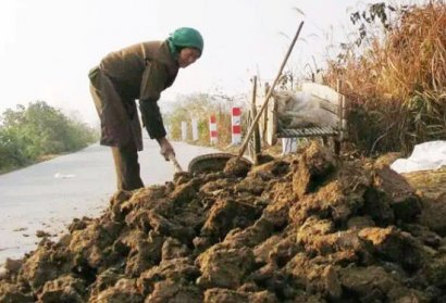 如何使用羊糞發(fā)酵制作有機肥料