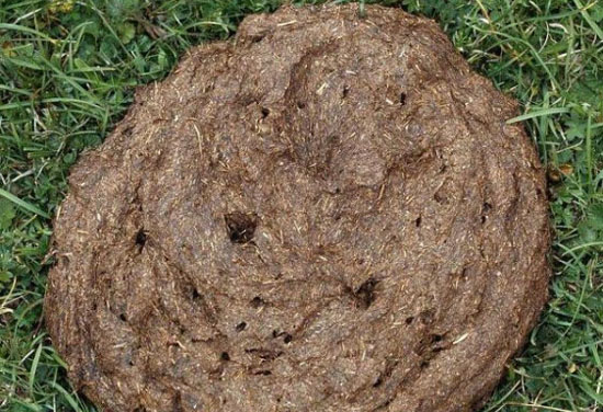 牛糞的有效發(fā)酵方法