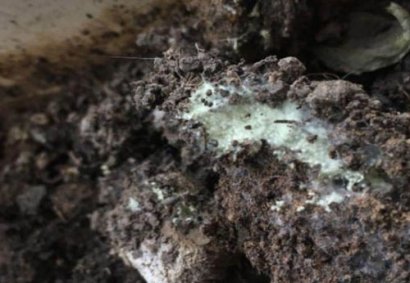 生物有機肥發(fā)酵過程中“長毛”好不好