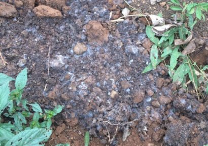 購買的成袋有機肥發(fā)霉了還能用嗎？