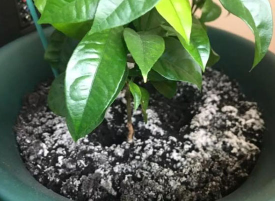 花盆土壤發(fā)霉長白毛什么原因？如何防治。