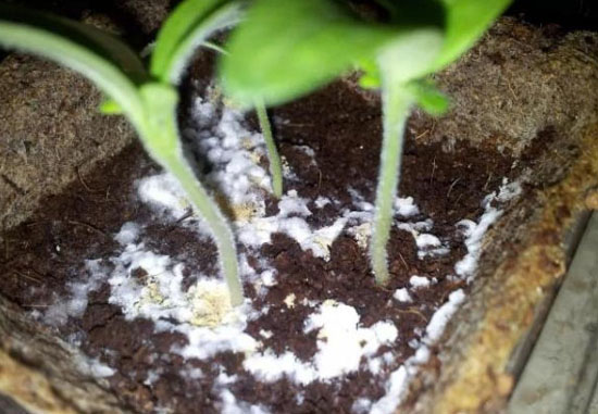 花盆土壤發(fā)霉長白毛什么原因？如何防治。