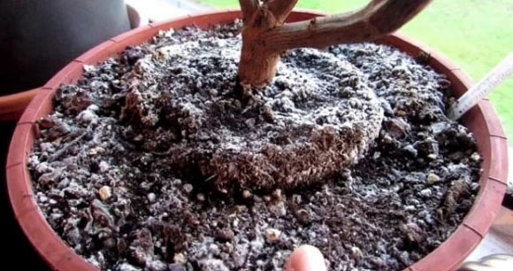花盆土壤發(fā)霉長白毛什么原因？如何防治。