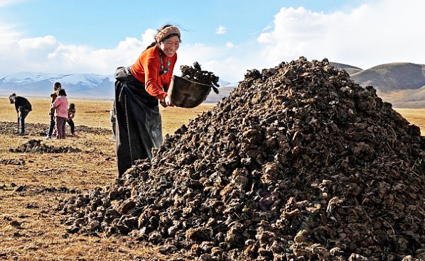 如何選擇合適的牛糞堆積發酵方法