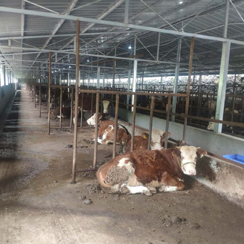 牛糞發(fā)酵有機(jī)肥的方法