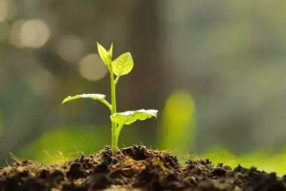 牛糞怎樣發(fā)酵