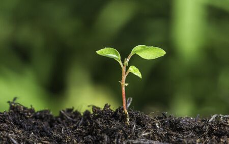 牛糞怎樣發(fā)酵