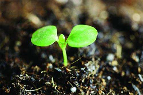 牛糞怎樣發(fā)酵