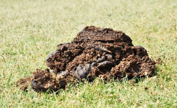 冬夏季節牛糞發酵制成有機肥的方法與好處