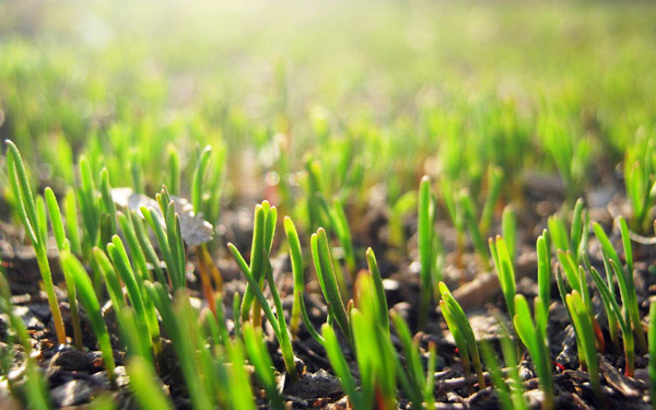 冬夏季節牛糞發酵制成有機肥的方法與好處