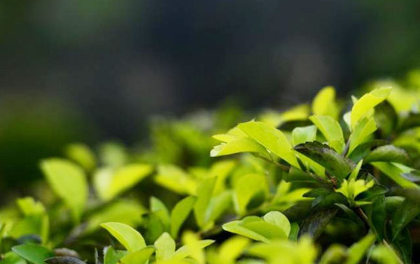 牛糞發(fā)酵處理有機肥技術(shù)