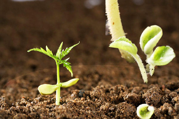 牛糞發(fā)酵處理有機肥技術(shù)